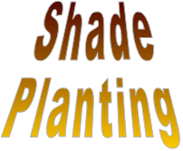 Shade Planting